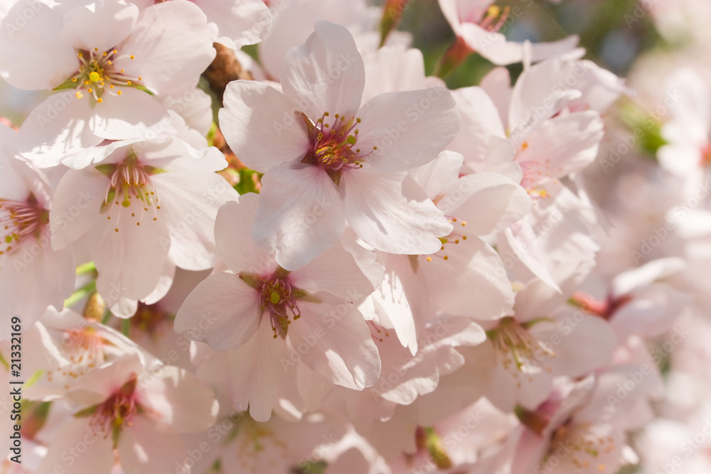cherry blossom cherry blossom