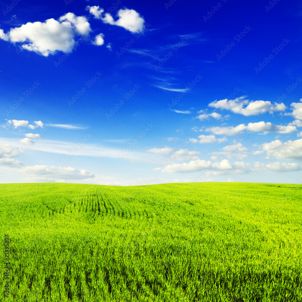 spring field spring field