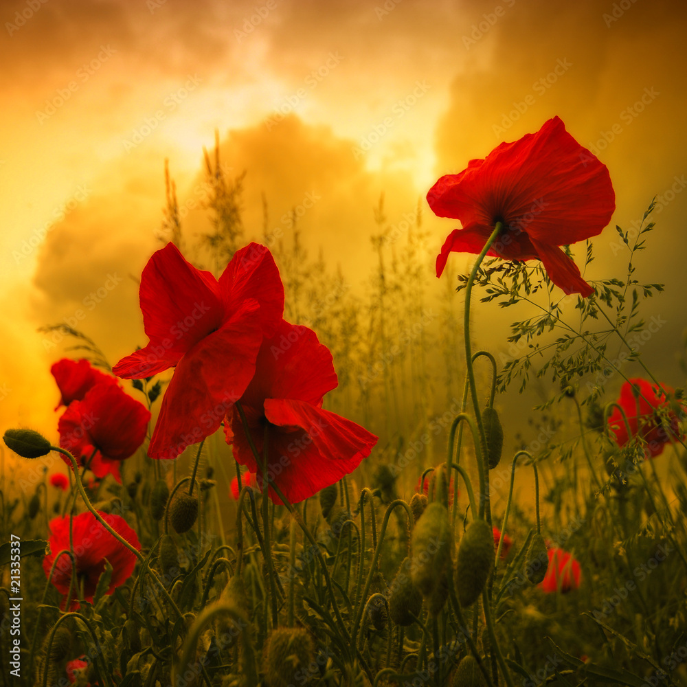 Obraz premium Coquelicots