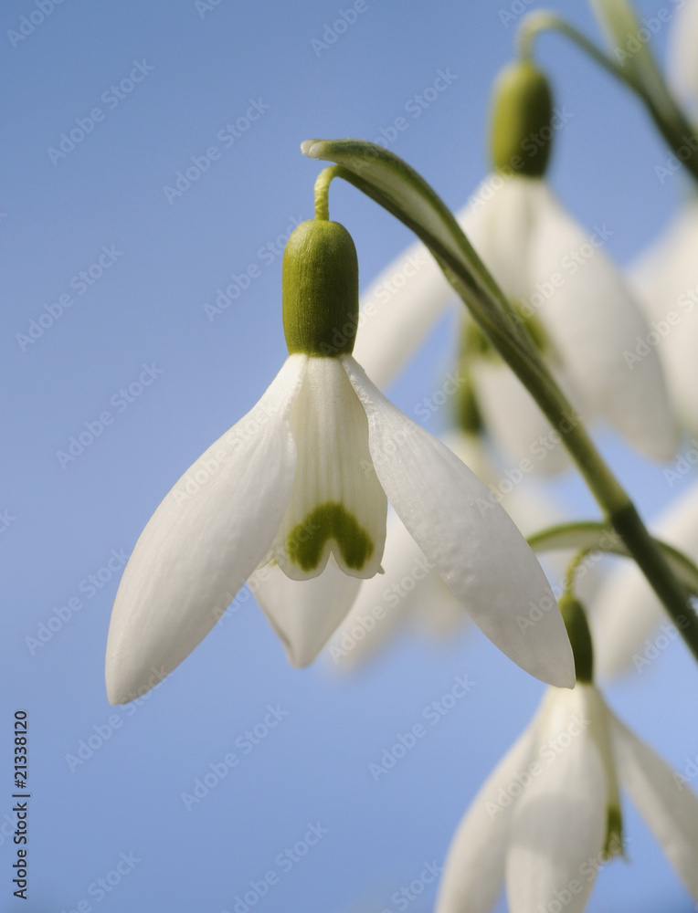 Obraz premium Schneeglöckchen