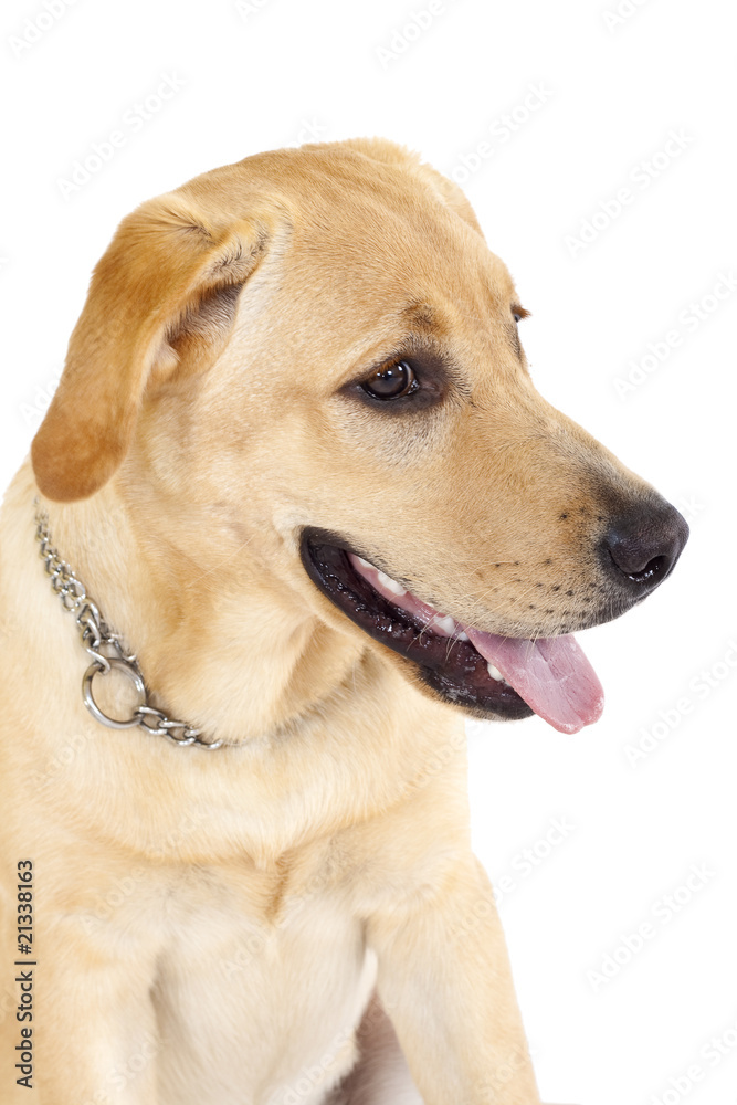 Face of a labrador Face of a labrador