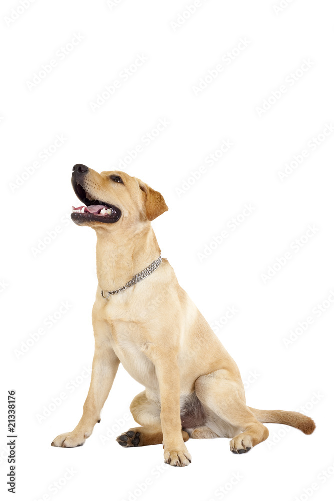 panting labrador panting labrador