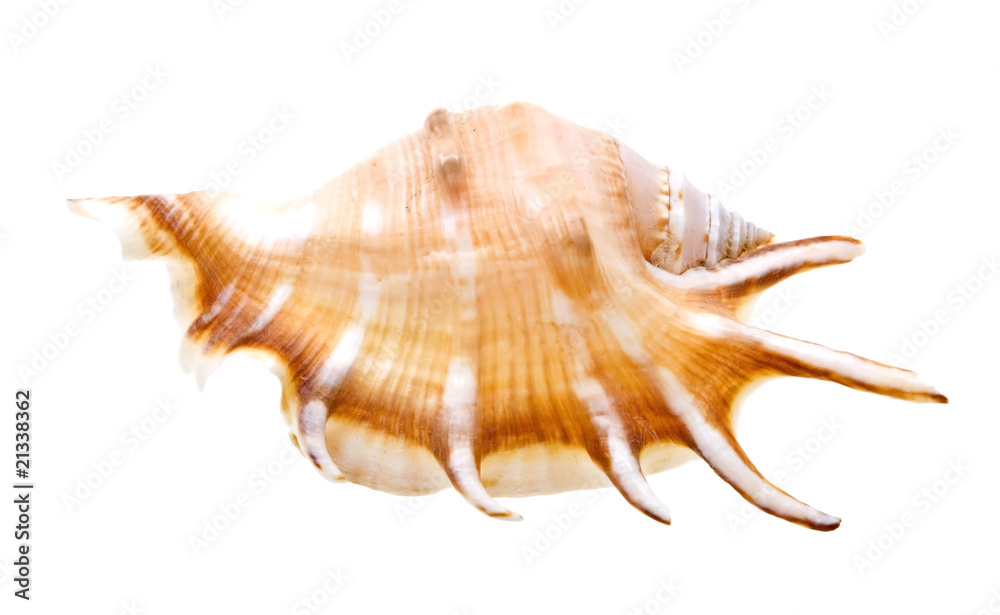 Scallop seashell from ocean isolated on white Scallop seashell from ocean isolated on white