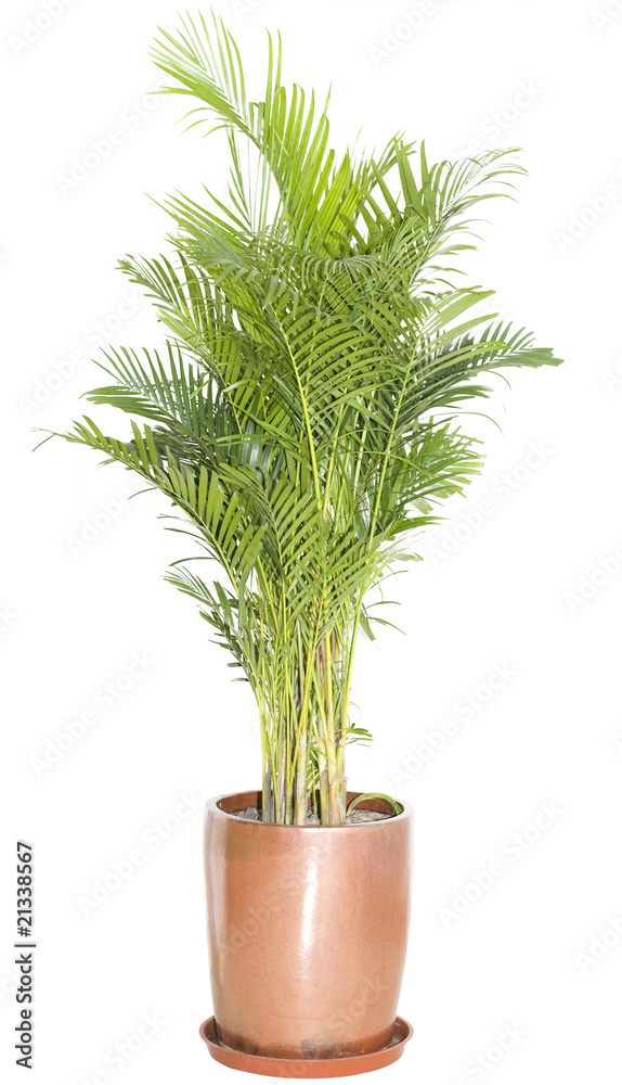 Green ficus tree in a brown pot. Isolated white. Green ficus tree in a brown pot. Isolated white.