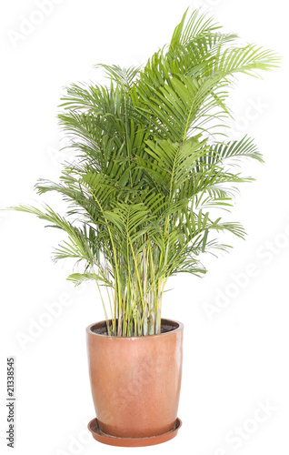 Green ficus tree in a brown pot. Isolated white.