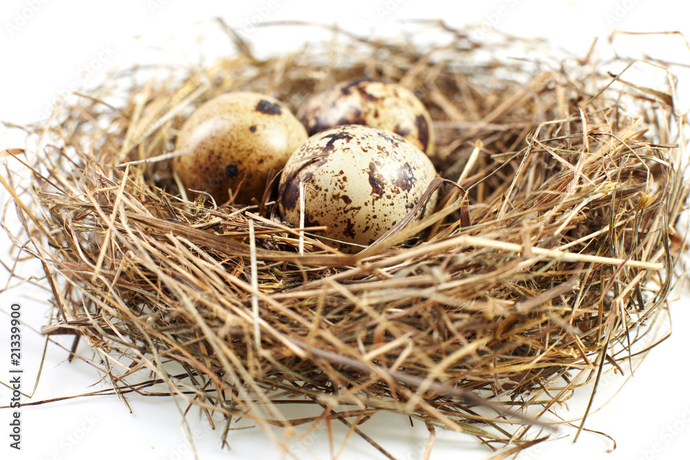 egg in a real nest egg in a real nest