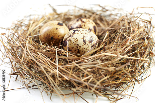 egg in a real nest