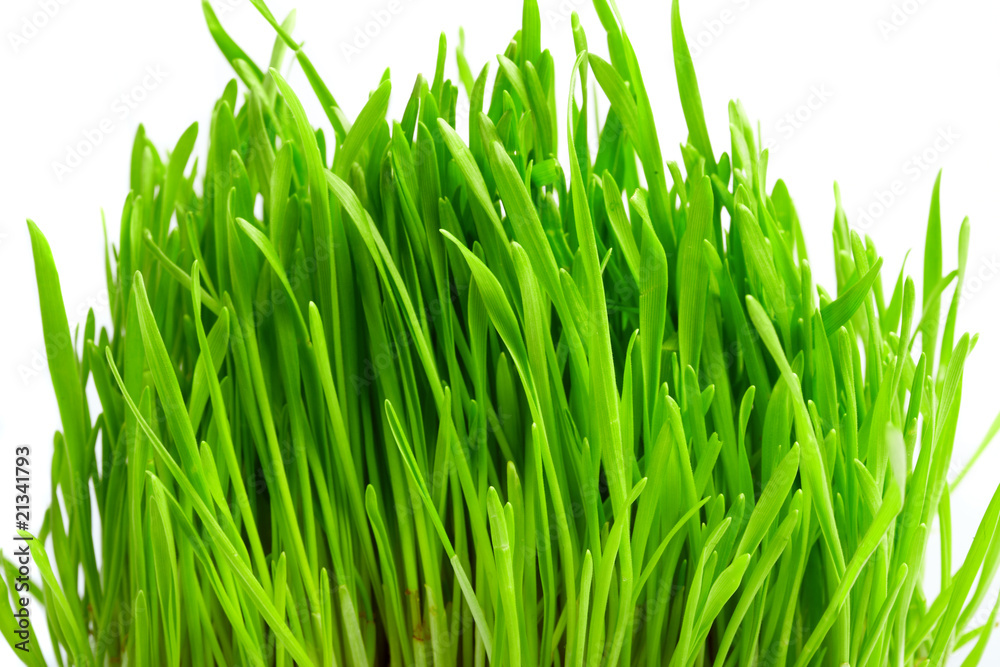 Fototapeta premium fresh grass