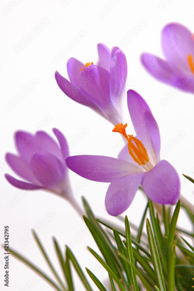 blumen-krokusse blumen-krokusse