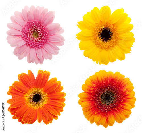 Gerbera Daisy Collection