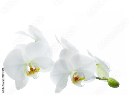 Fototapeta Naklejka Na Ścianę i Meble -  Orchid flower on a white background