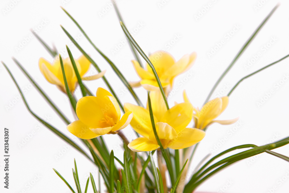 gelbe krokusse gelbe krokusse