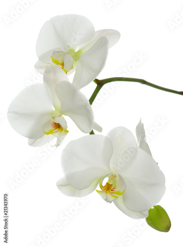 Fototapeta Naklejka Na Ścianę i Meble -  White orchid on white.
