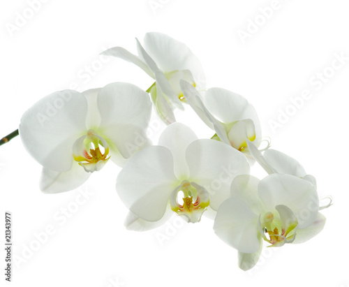 White orchid on white.