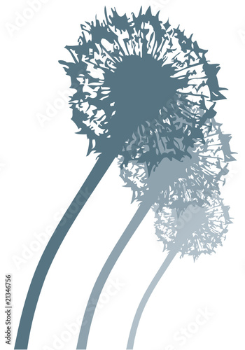 Drei Pusteblumen