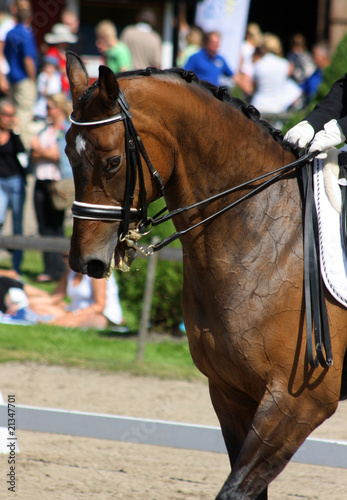 Dressage with brown horse