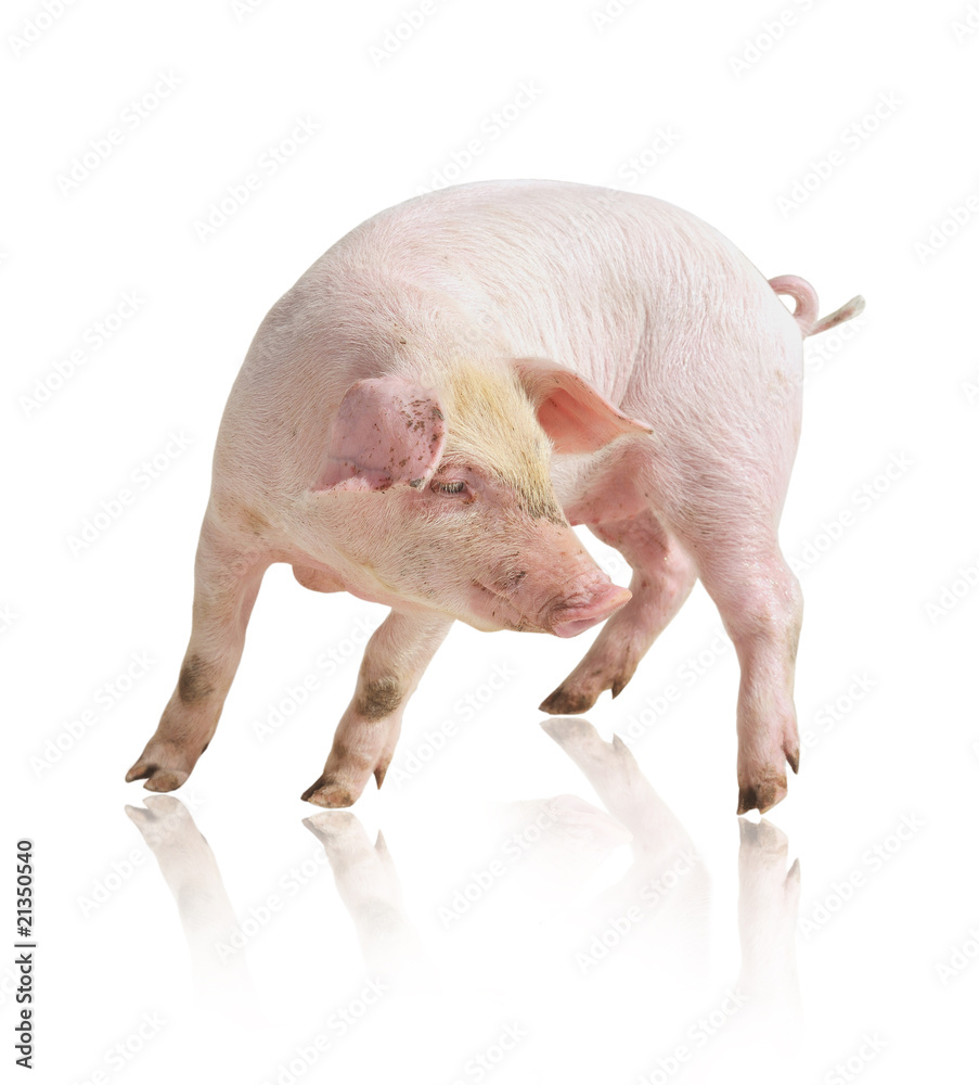 Pig Pig