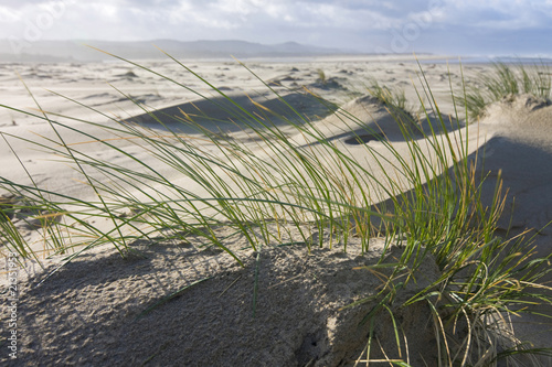Beach grass on the Oregon Coast