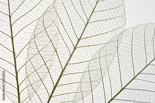 Dried rubber tree skeleton leaves background © Li Ding