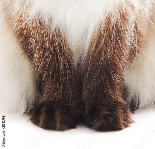 Cat paws isolated on white photo