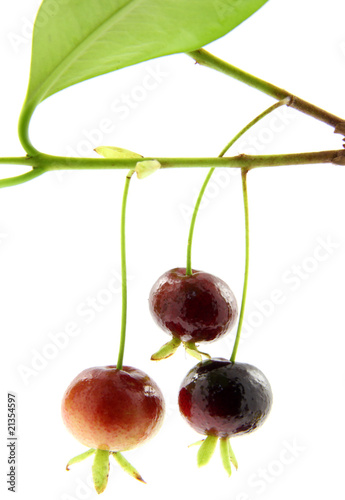 cerises du Brésil, fond blanc photo