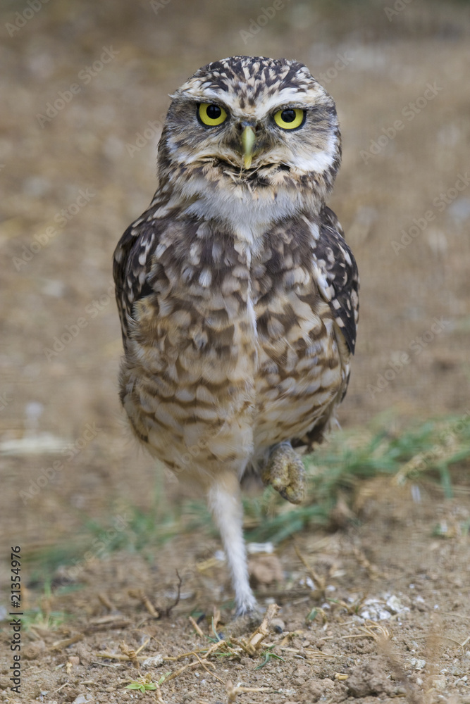 Burrowing Owl Portrait