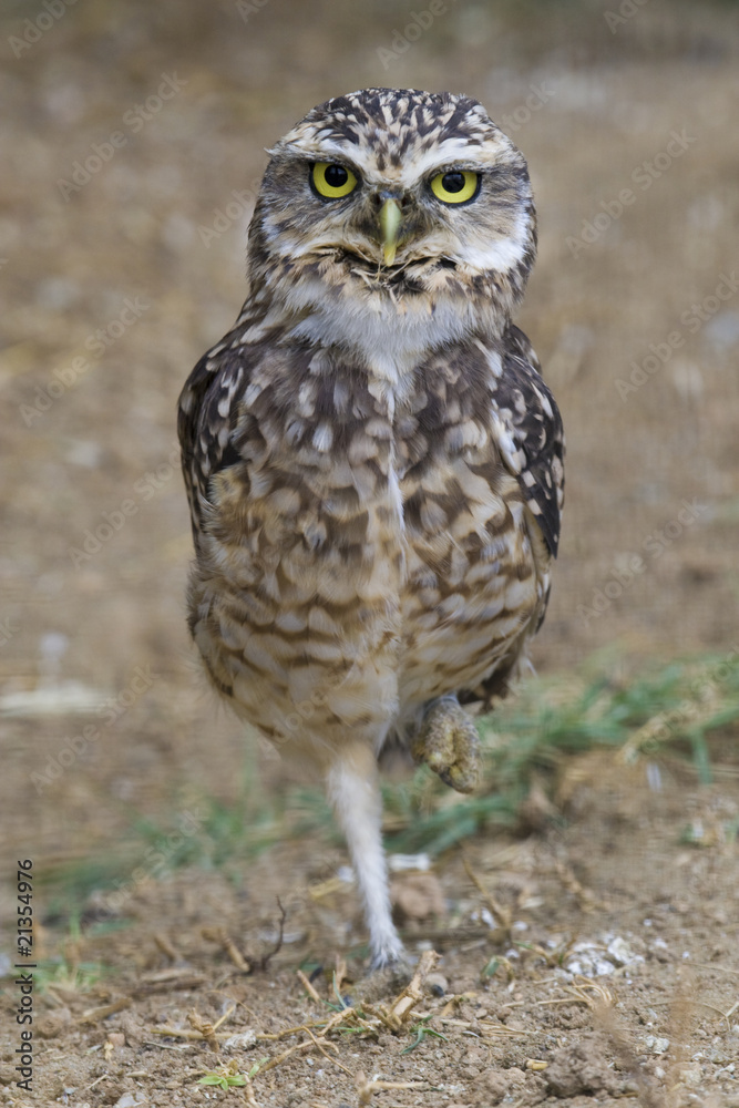 Burrowing Owl Portrait Burrowing Owl Portrait