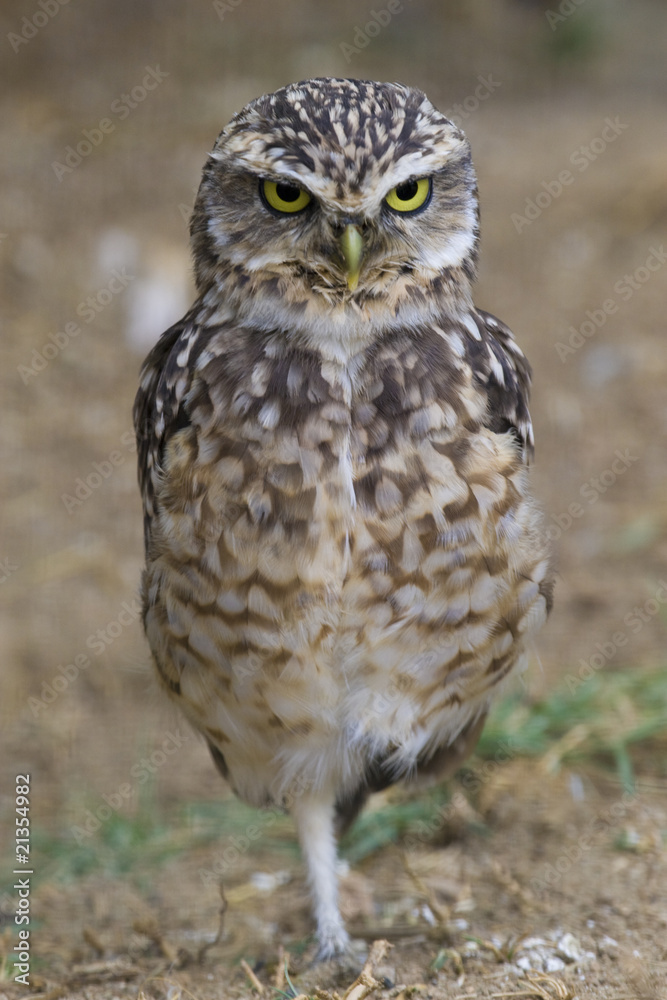 Burrowing Owl Portrait