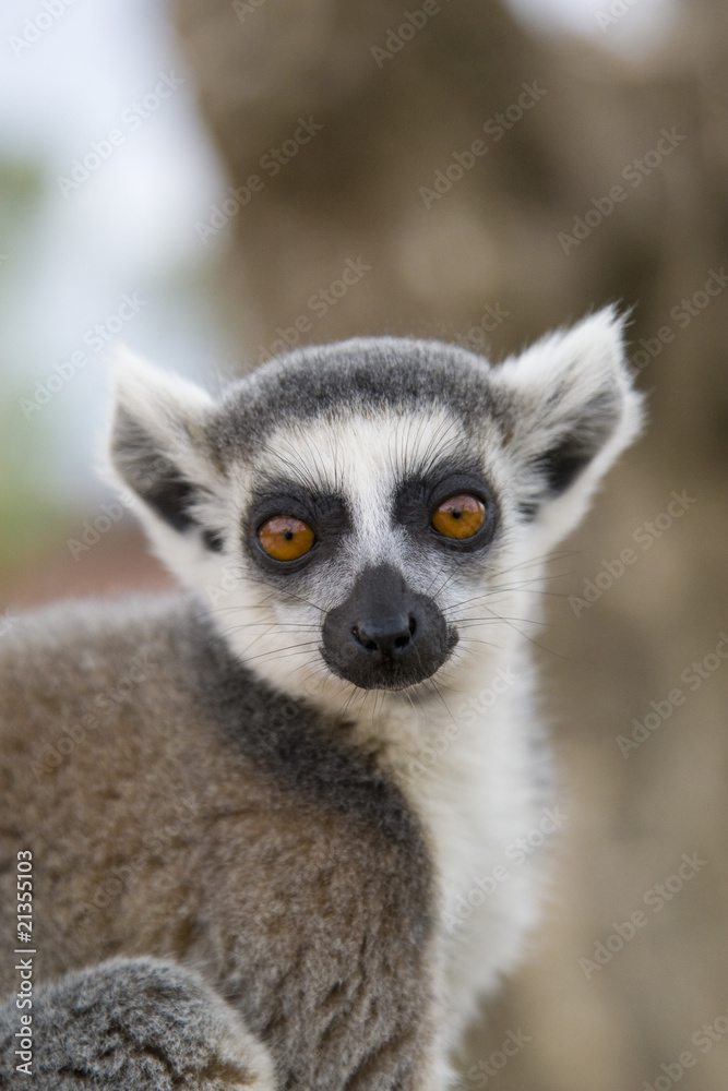 Ring-tailed Lemur (Lemur Catta) Portrait Ring-tailed Lemur (Lemur Catta) Portrait