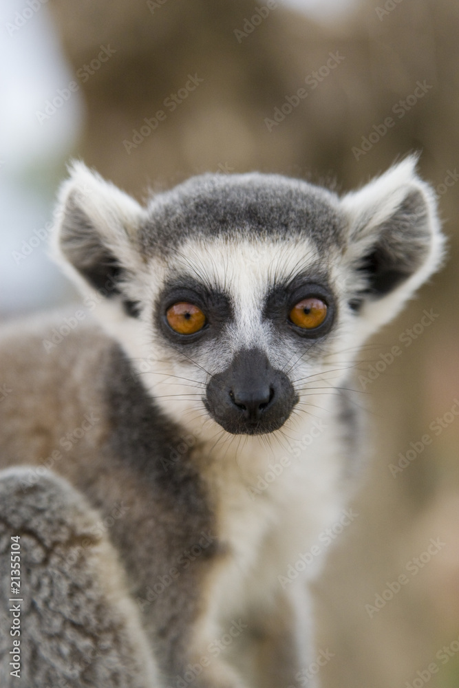 Fototapeta premium Ring-tailed Lemur (Lemur Catta) Portrait