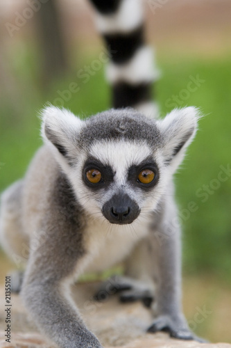 Ring-tailed Lemur (Lemur Catta) Portrait © Ovidiu - Mihai Danca