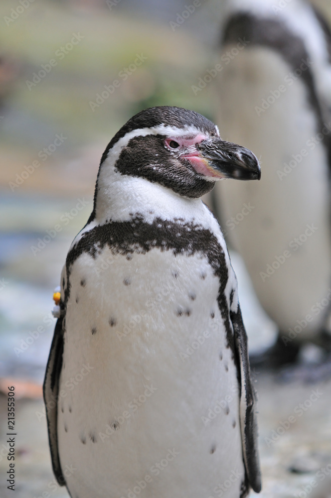 Naklejka premium ペンギンのポートレート