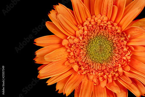 Gerber Daisy, Gerbera