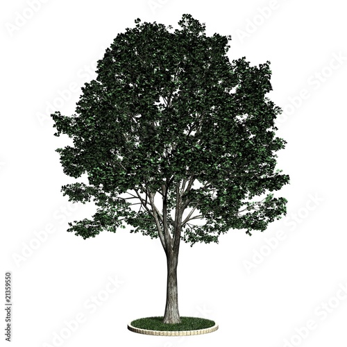 Baum - Linde