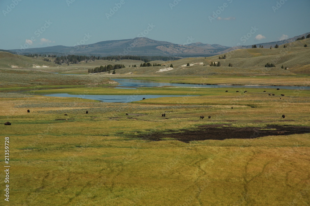 Obraz premium Yellowstone - Plains