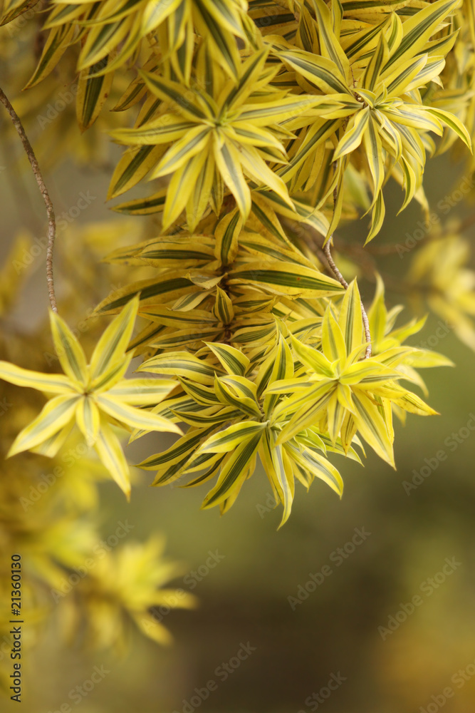 Leaves Leaves