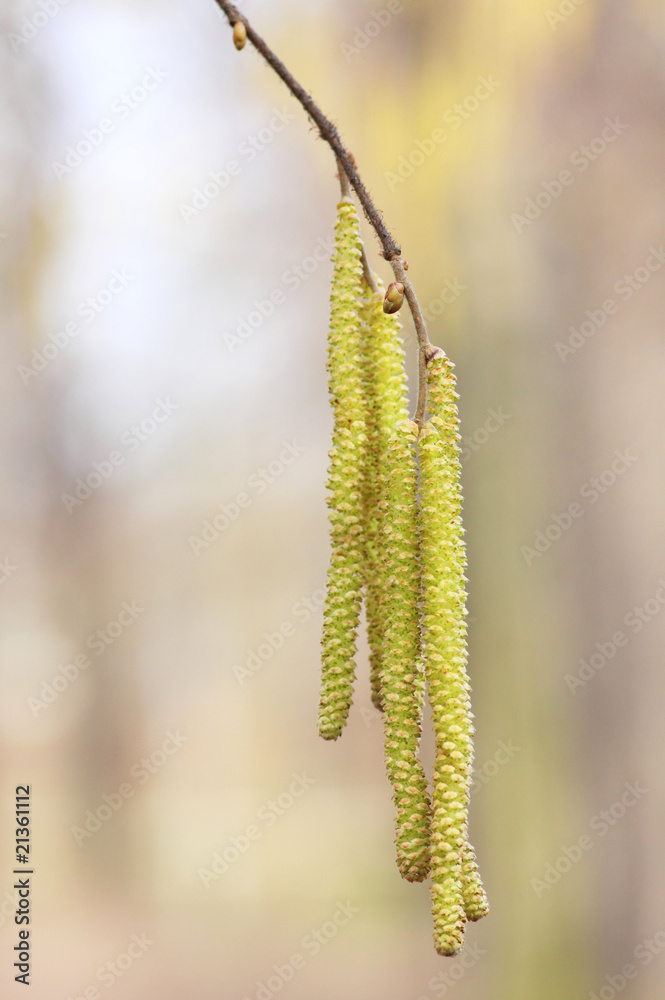 Birkenblüte Birkenblüte
