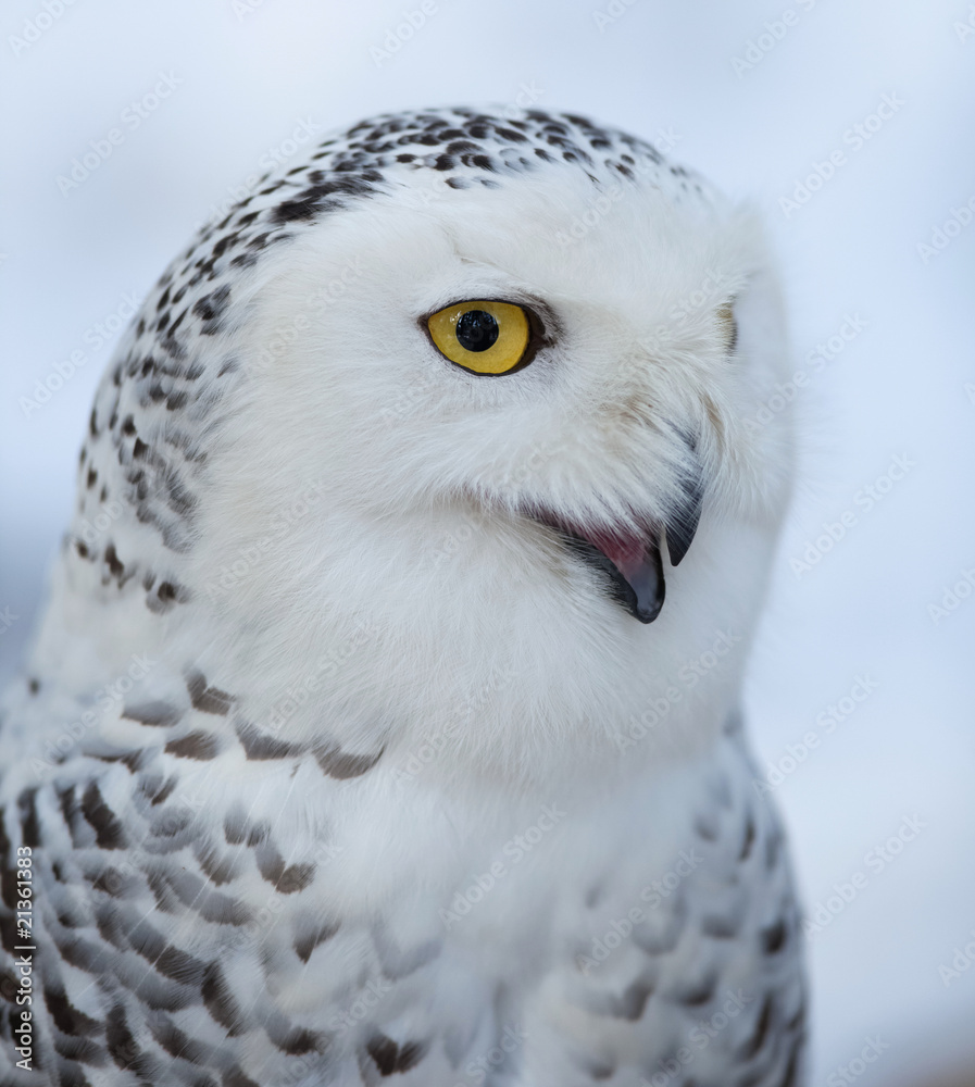 Obraz premium Snowy owl (Bubo scandiacus).