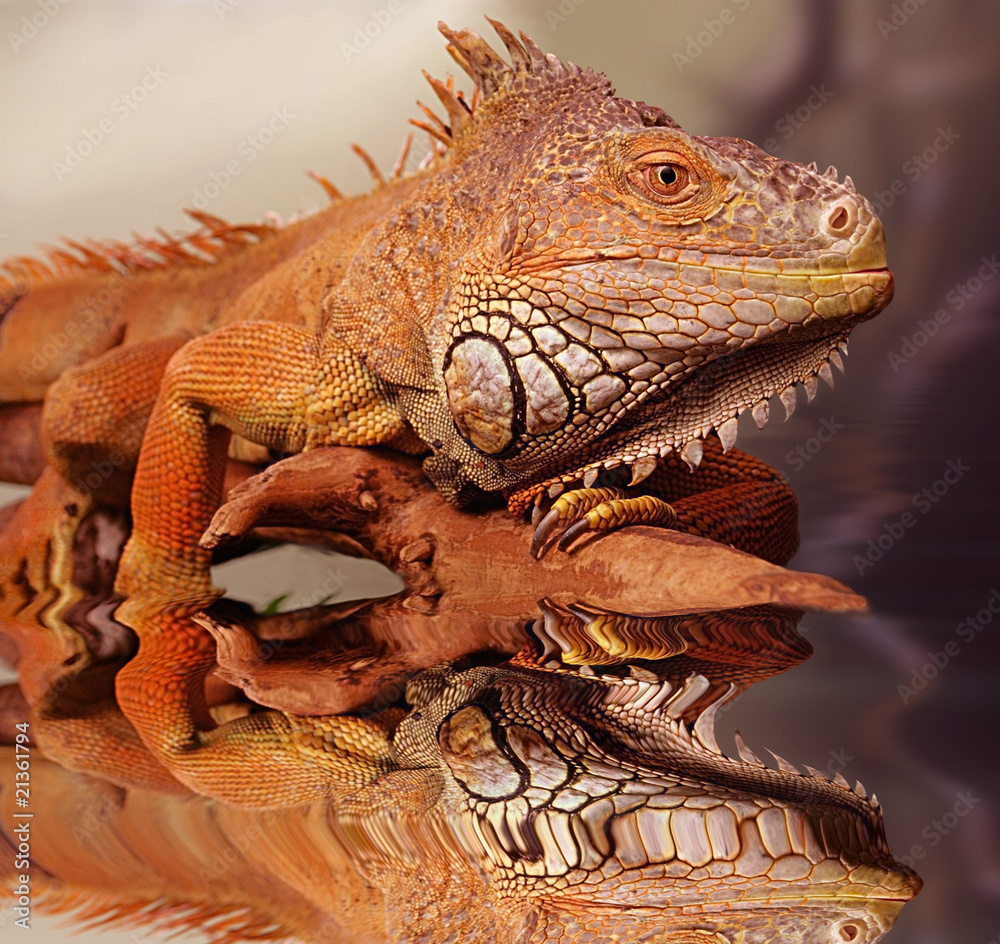 Obraz premium iguana