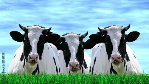 Kühe - kopfwippend - Animation