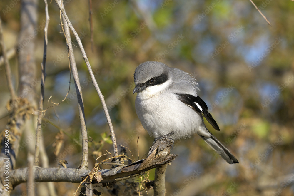 lanius ludovicianus, loggerhead shrike lanius ludovicianus, loggerhead shrike