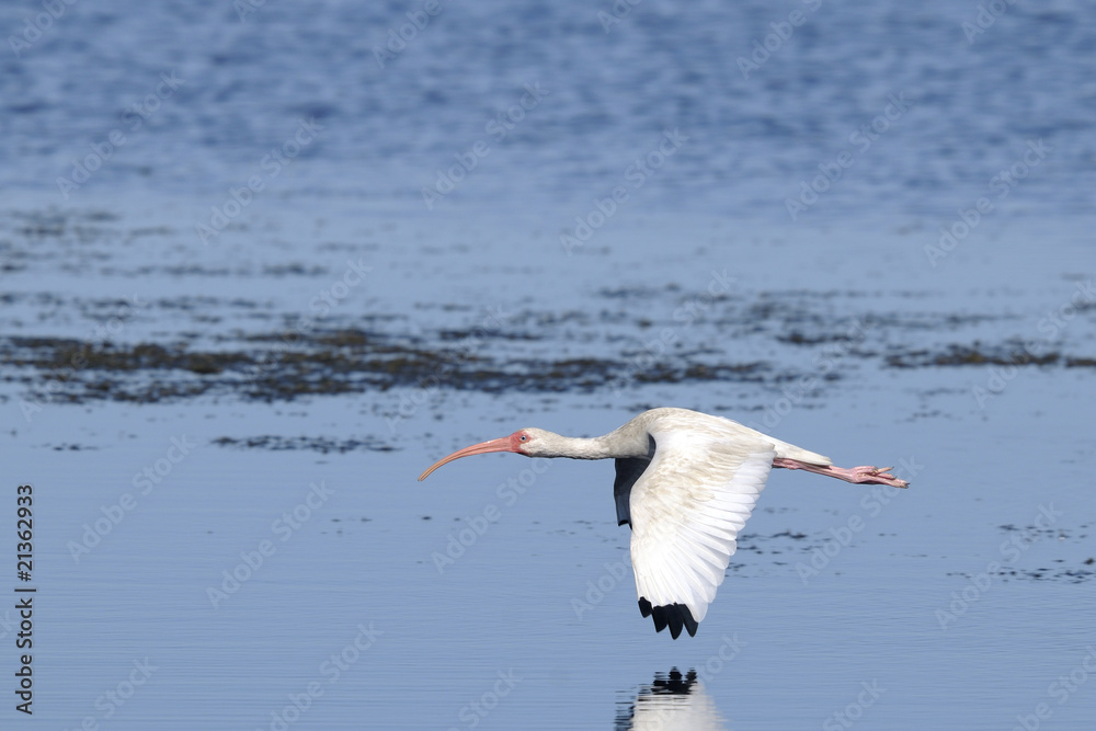 Fototapeta premium american white ibis, eudocimus albus