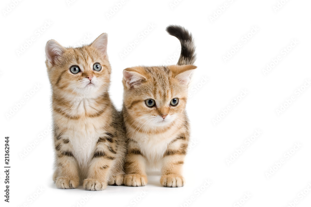 Two British breed kittens isolated on white Two British breed kittens isolated on white