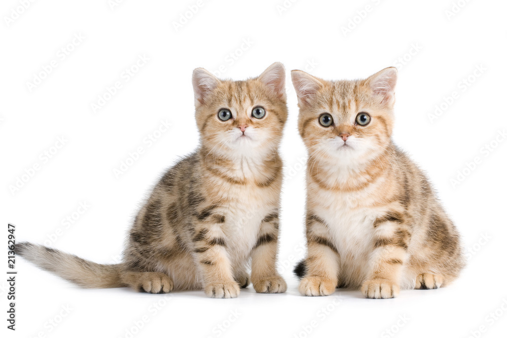 Two British breed kittens is isolated on white background. Two British breed kittens is isolated on white background.