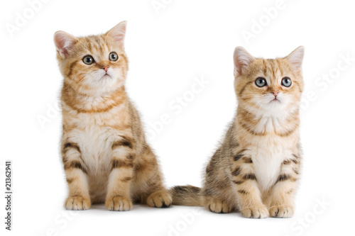 Two British breed kittens is isolated on white background.