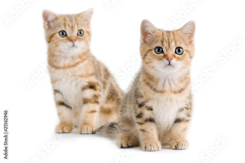 Two British breed kittens isolated on white