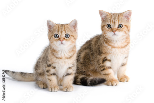 Two British breed kittens isolated on white