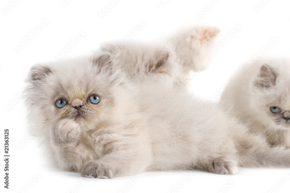 Several kittens  Persian breed  on white  background