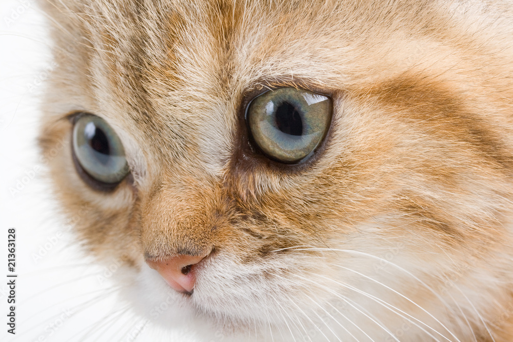 Closeup British breed kitten. Closeup British breed kitten.