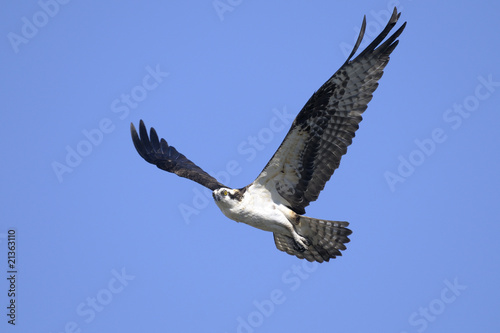 osprey, pandion haliaetus